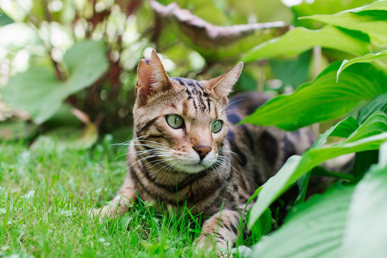 Il gatto del Bengala: guida completa alla razza, cure e convivenza